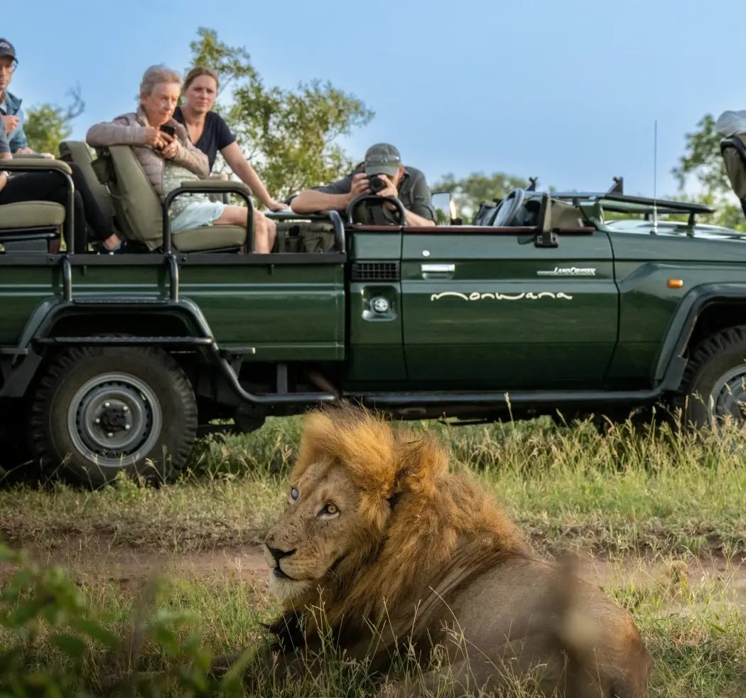 Monwana Game Lodge - Lion